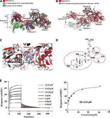 Crystal Structure of Mycobacterium tuberculosis Elongation Factor G1